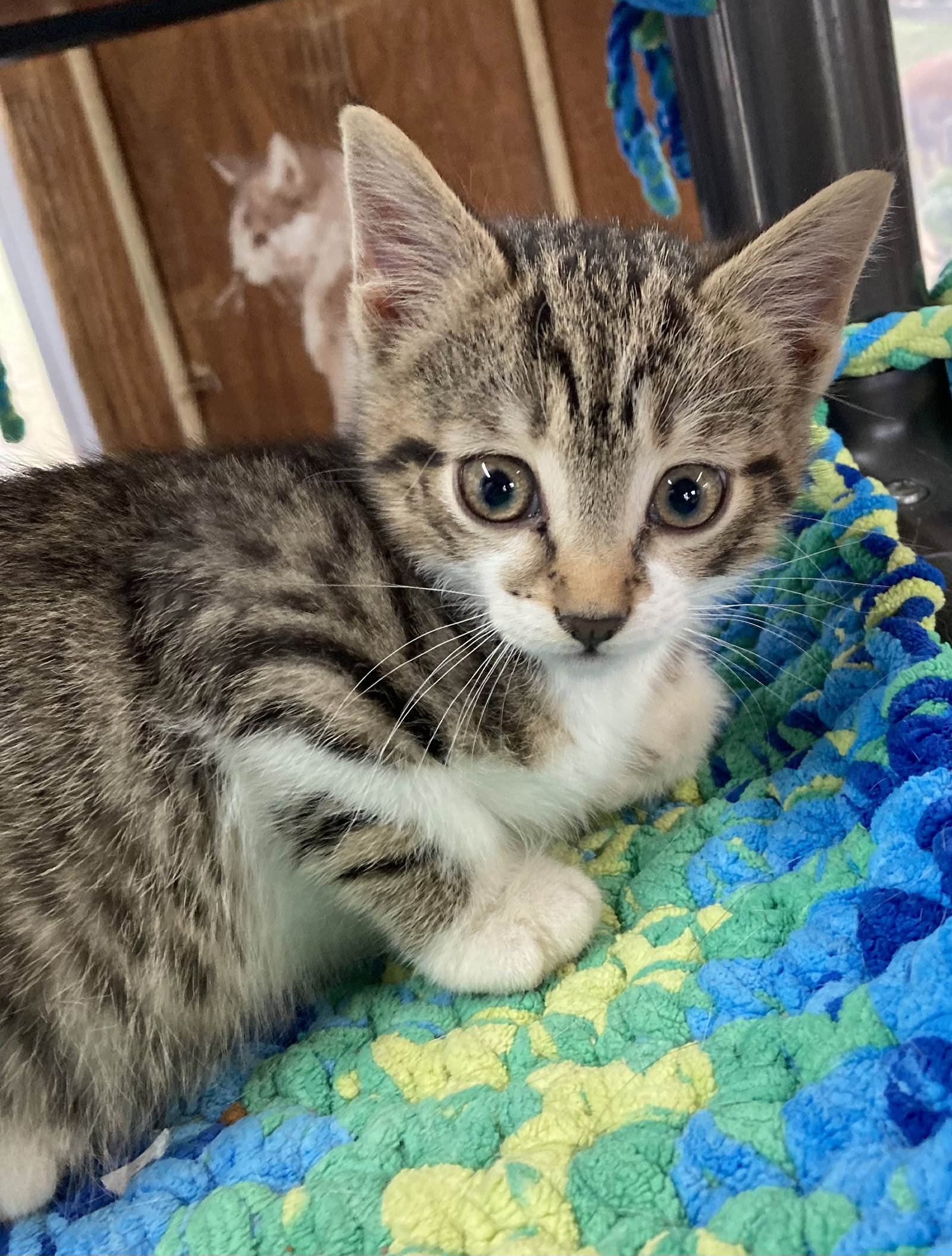 Cats for Adoption in Pike Creek Valley, Delaware Alpha Paw