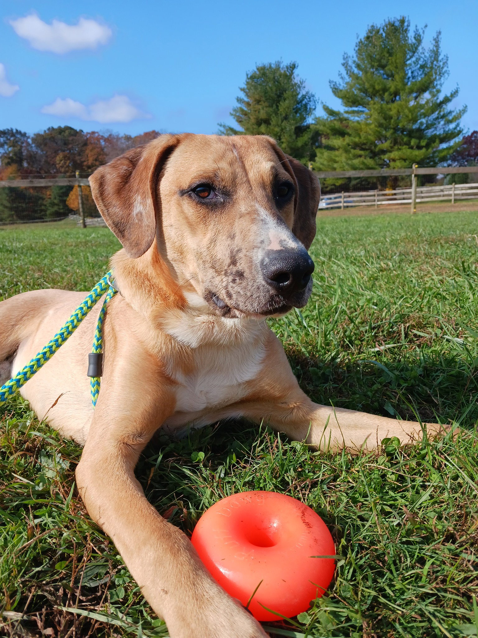 Dog for Adoption Corey, a Hound in New Castle, DE Alpha Paw