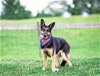 adoptable Dog in unionville, PA named Kobe