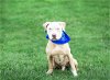 adoptable Dog in unionville, PA named Otto