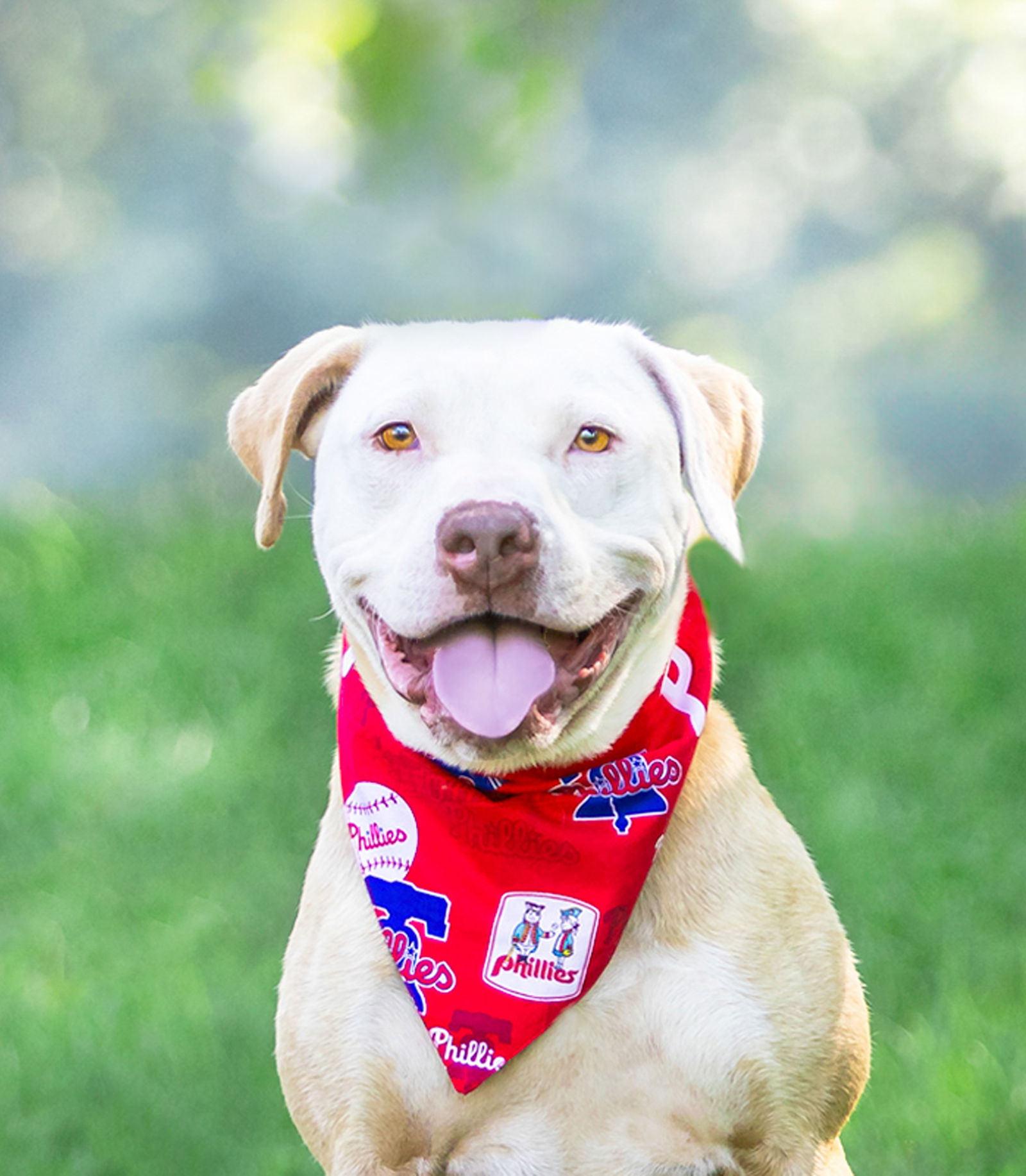 adoptable Dog in Unionville, PA named OTTO