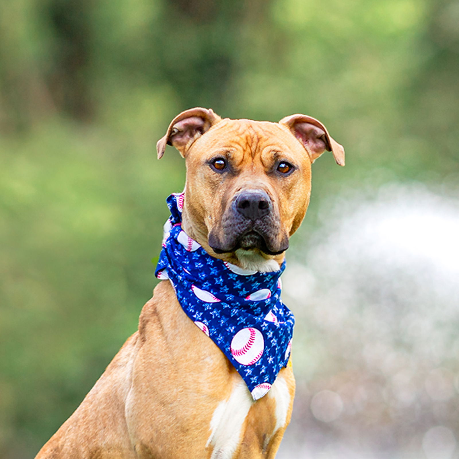 adoptable Dog in Unionville, PA named Doodle