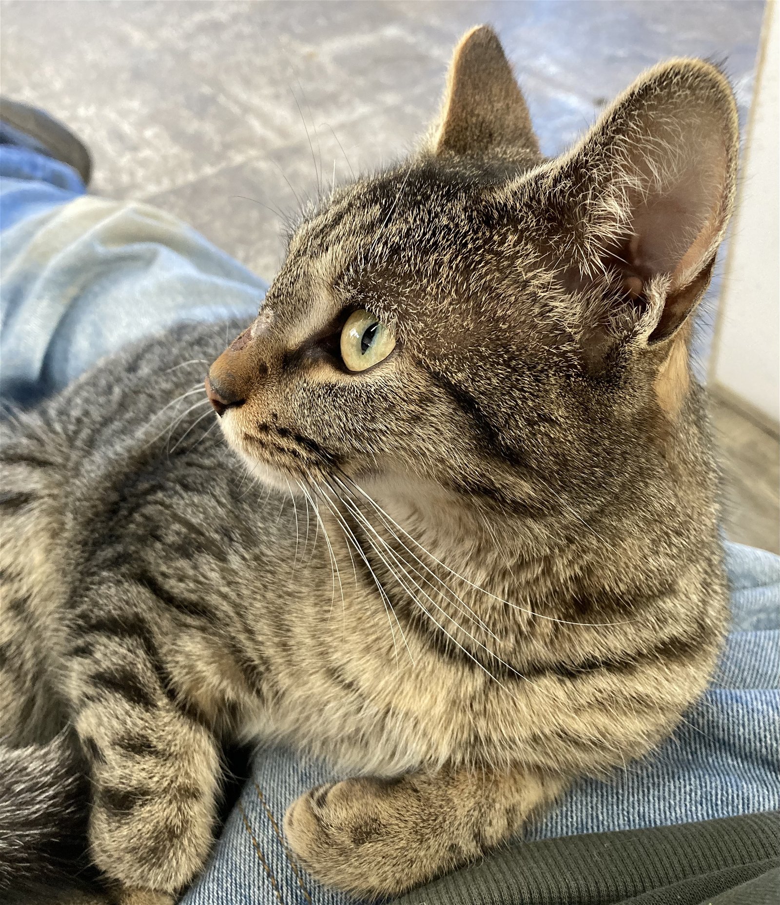 adoptable Cat in Unionville, PA named Oakley