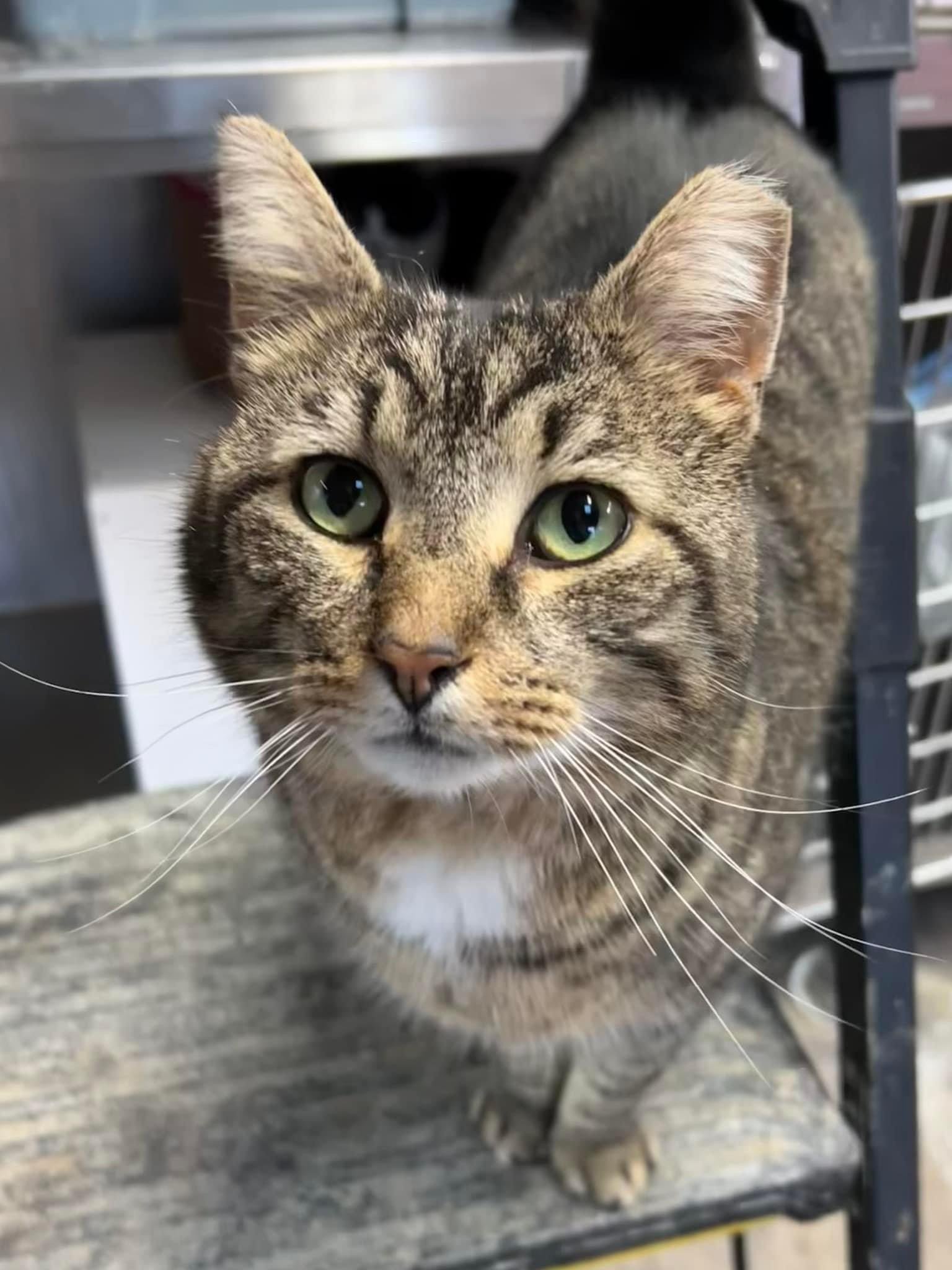 adoptable Cat in Unionville, PA named Carlos