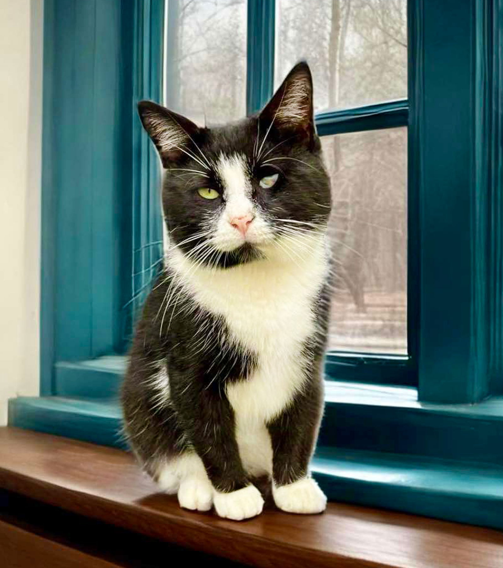 adoptable Cat in Unionville, PA named Magoo