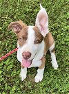 adoptable Dog in unionville, PA named Hazel