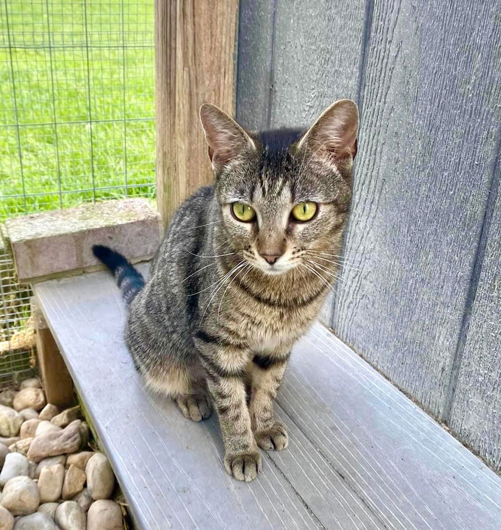 adoptable Cat in Unionville, PA named Ashley the cat