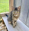 adoptable Cat in Unionville, PA named Ashley the cat