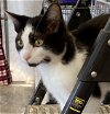 adoptable Cat in unionville, PA named Floyd Mayweather