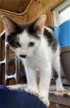 adoptable Cat in unionville, PA named Muhammad Ali
