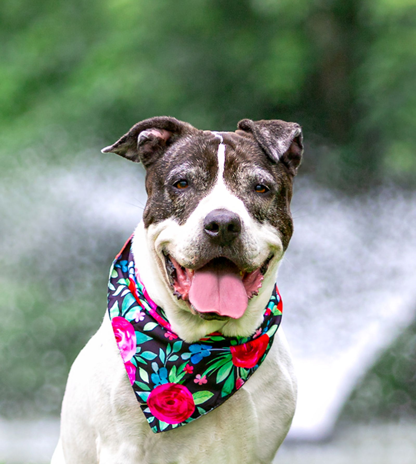 adoptable Dog in Unionville, PA named Pretty Polly