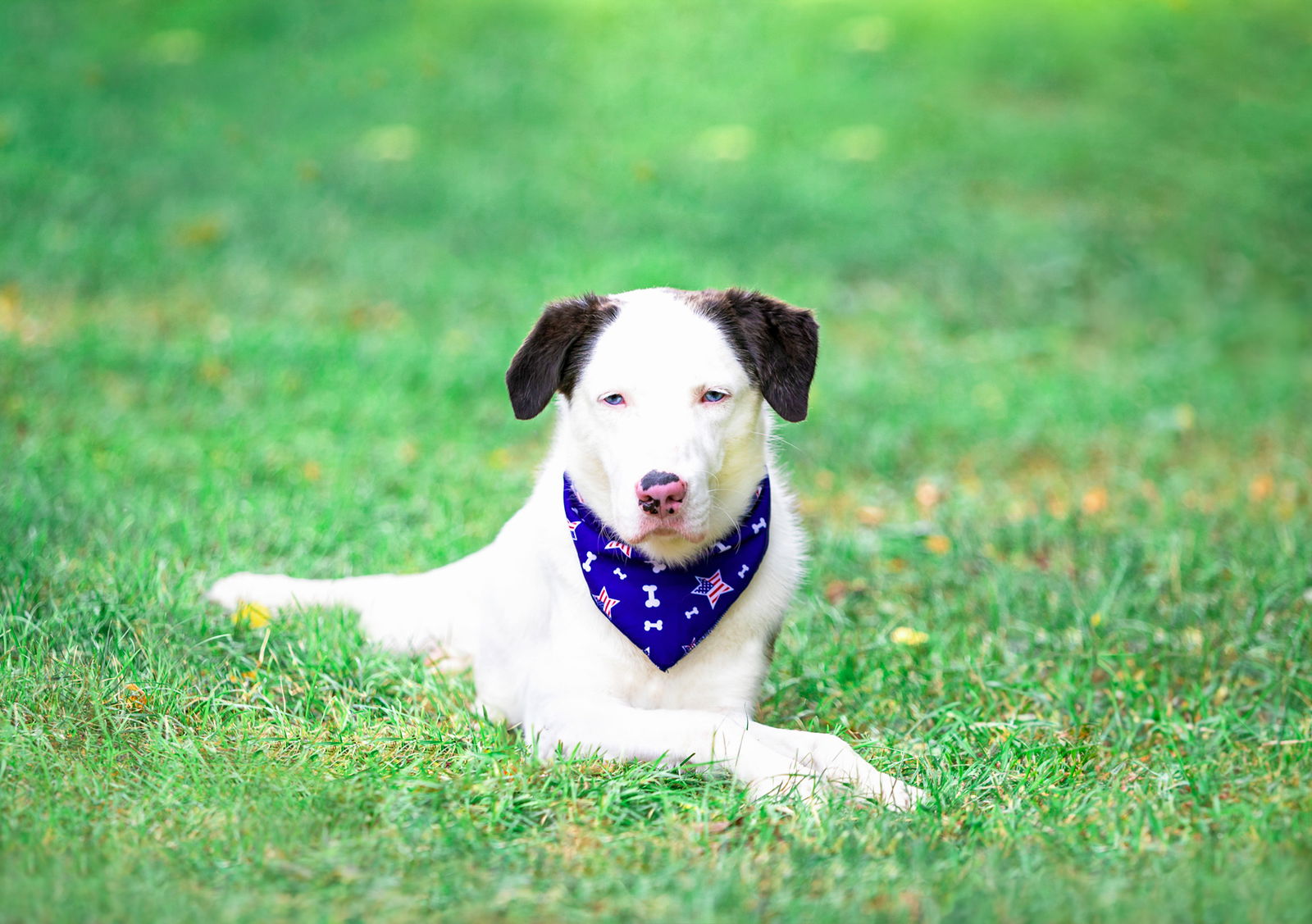 adoptable Dog in Unionville, PA named Blue