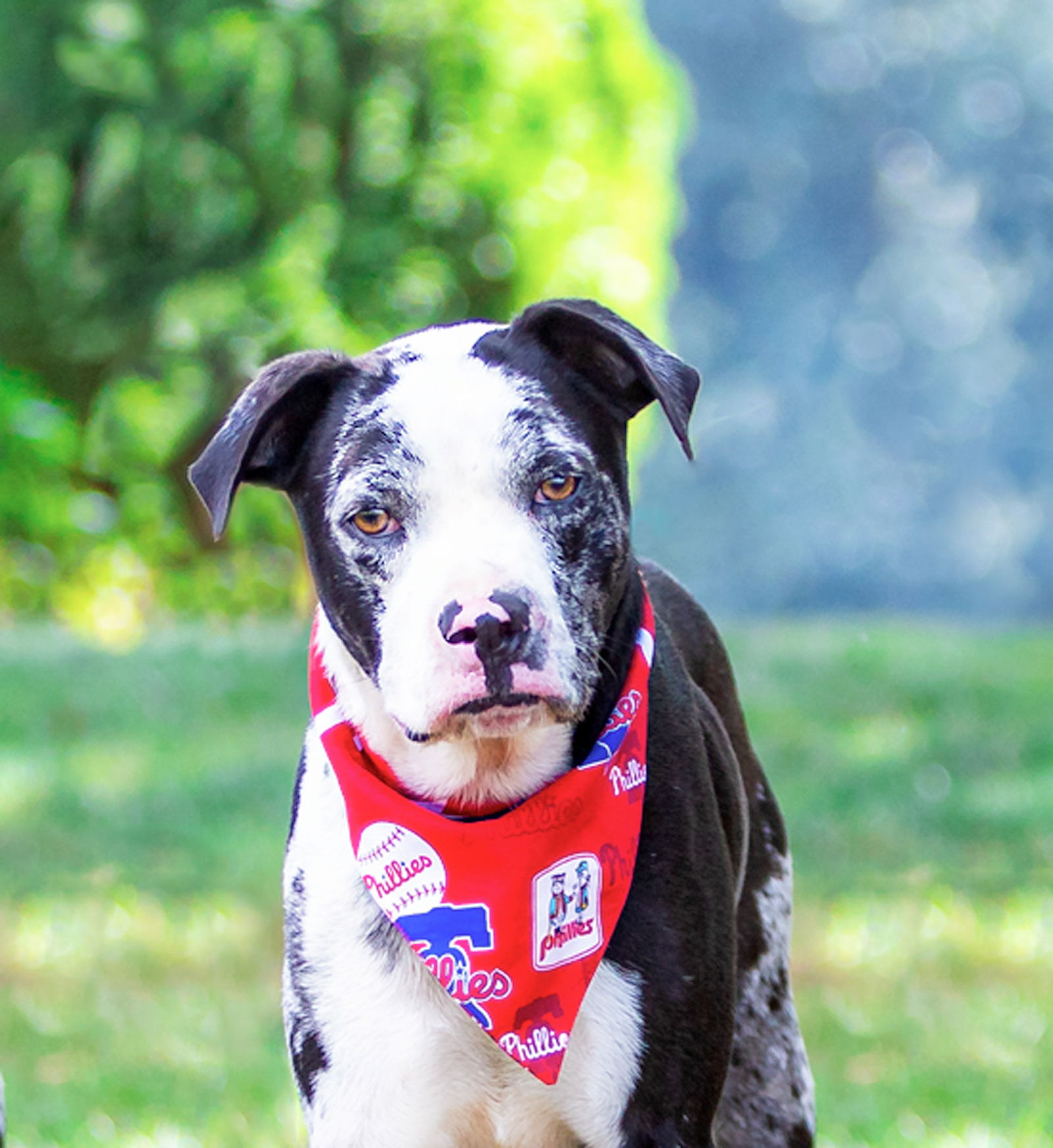 adoptable Dog in Unionville, PA named Henry