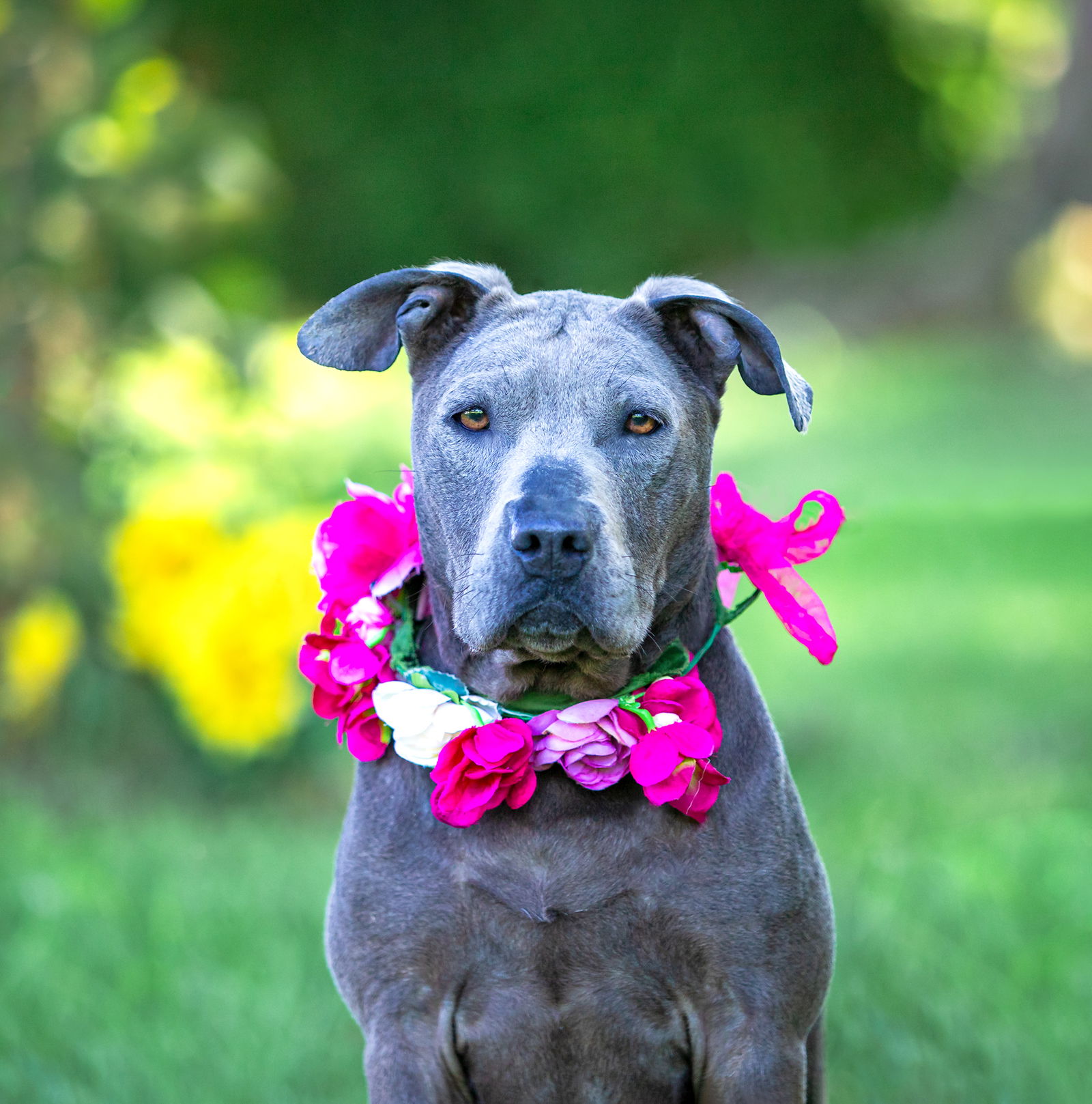 adoptable Dog in Unionville, PA named Camilia