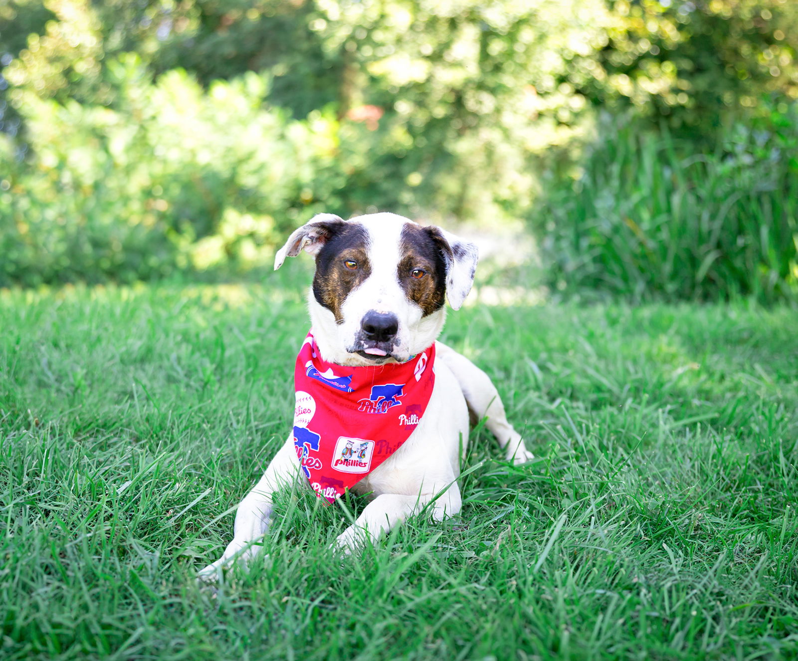 adoptable Dog in Unionville, PA named Trooper