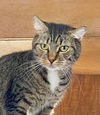 adoptable Cat in unionville, PA named Winnie