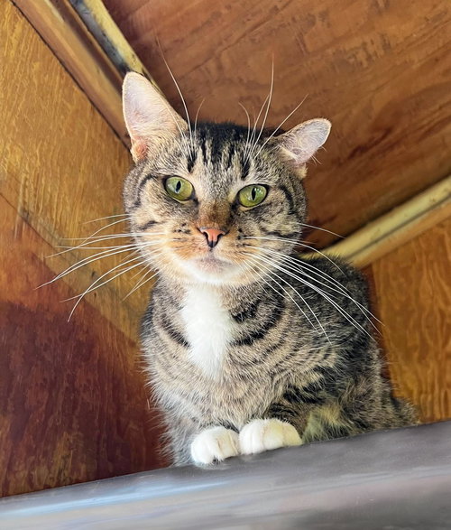 picture of the cat needing adoption