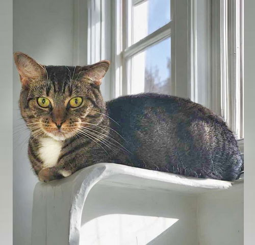 picture of the cat needing adoption