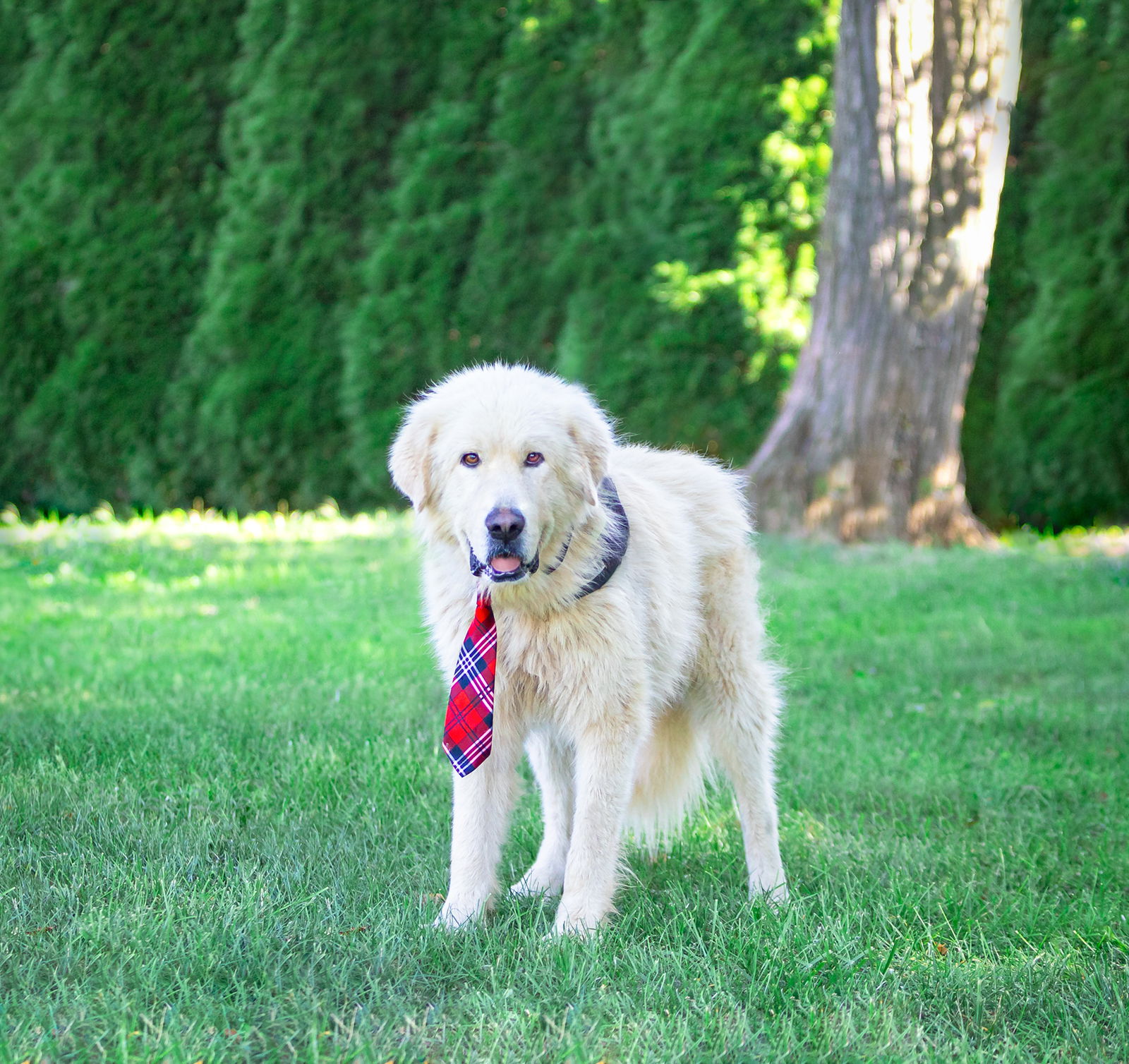 adoptable Dog in Unionville, PA named Frosty