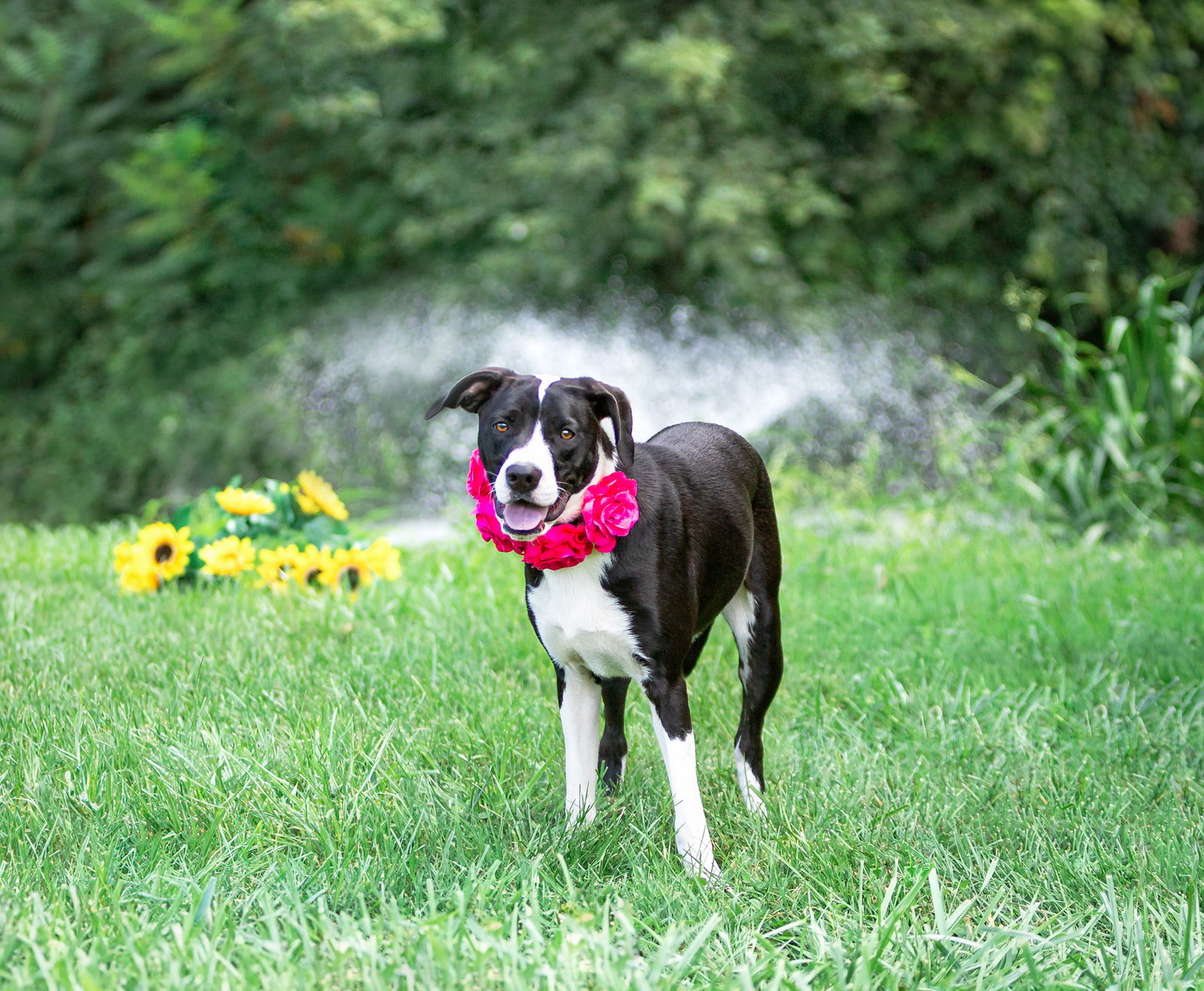 adoptable Dog in Unionville, PA named Oreo