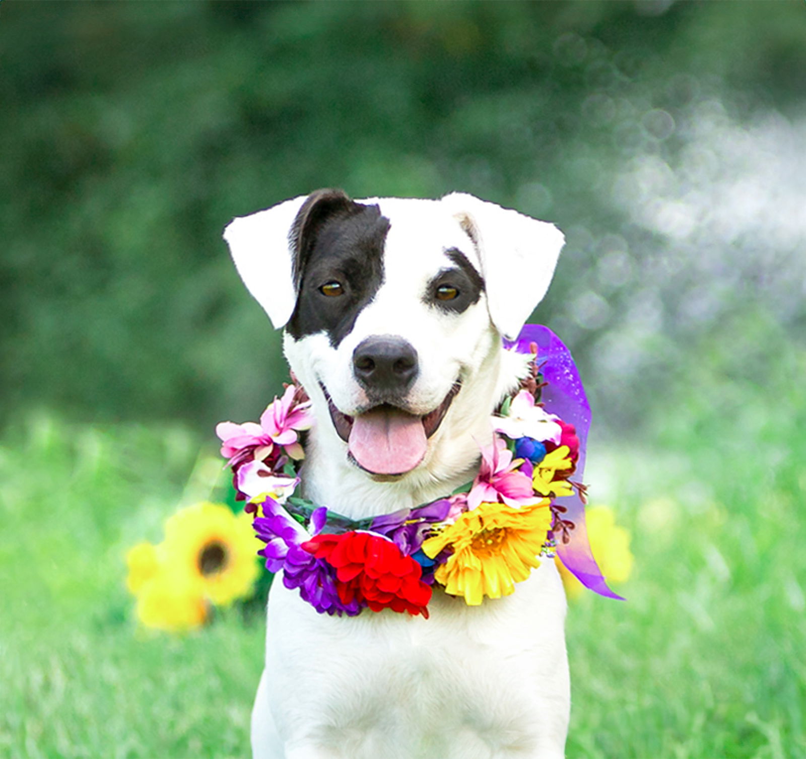 adoptable Dog in Unionville, PA named Sparkle