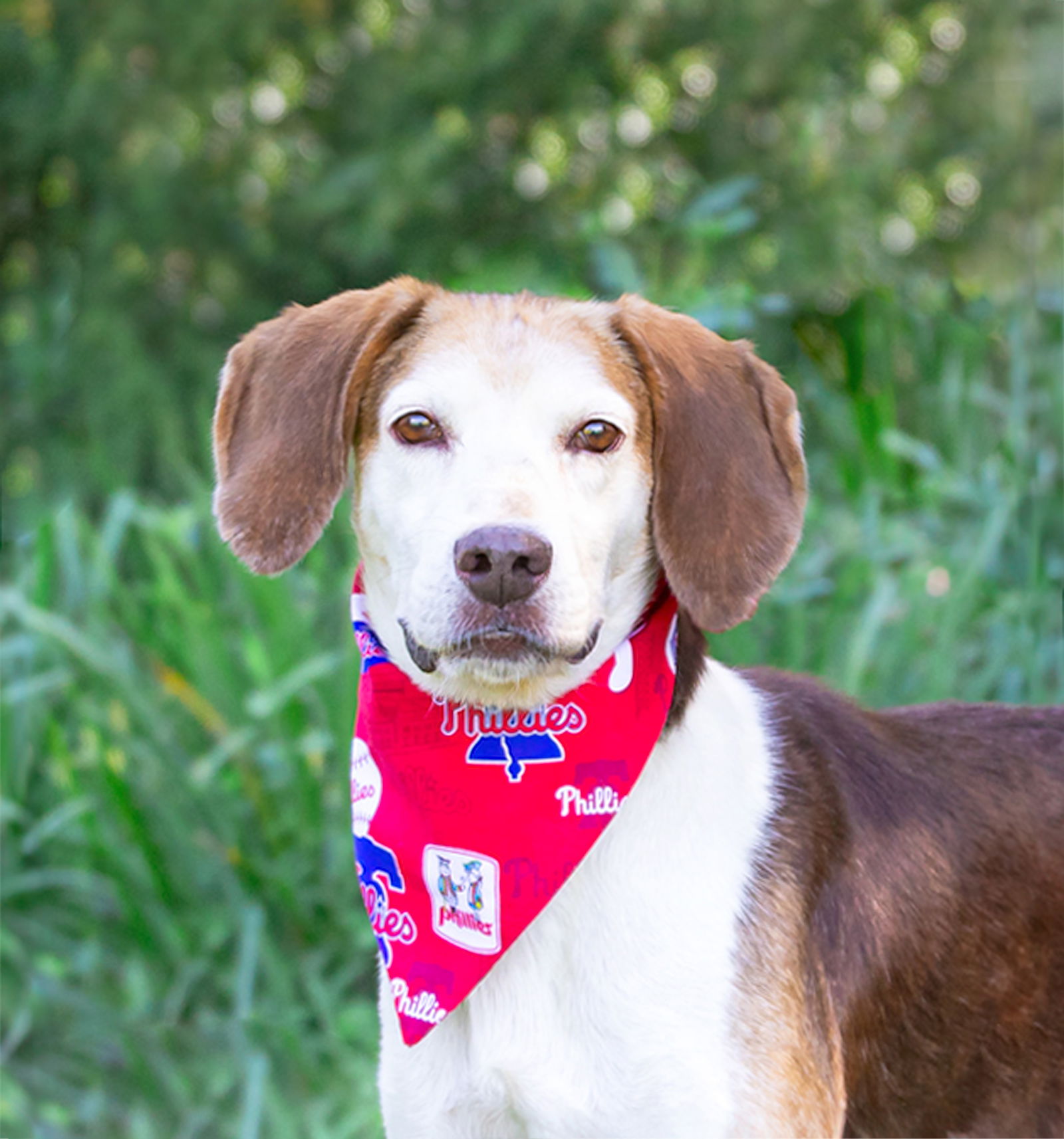 adoptable Dog in Unionville, PA named Ralph