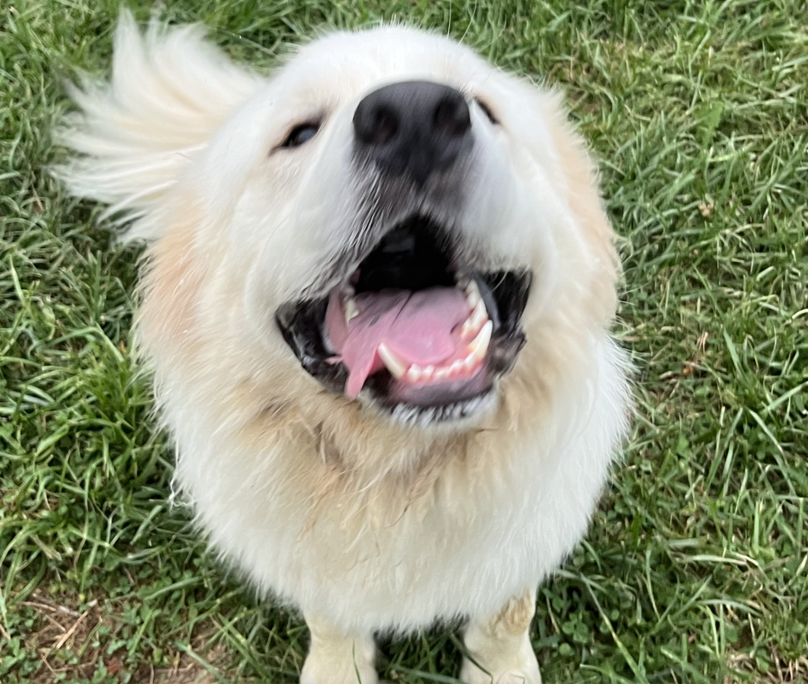 adoptable Dog in Unionville, PA named Ossau