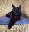 adoptable Cat in unionville, PA named Puss Cat