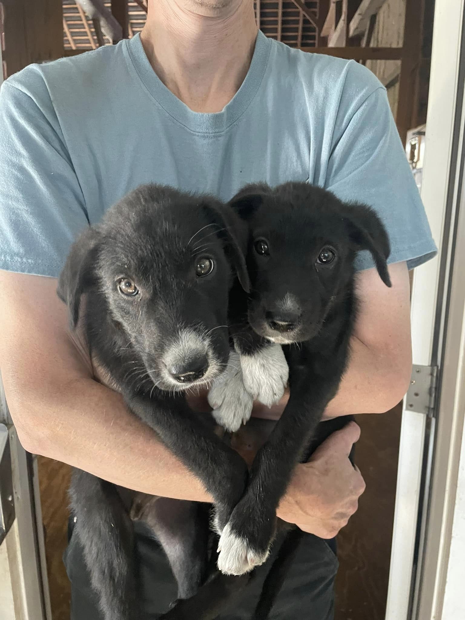 adoptable Dog in Unionville, PA named Lab/Border Collie Pups boys