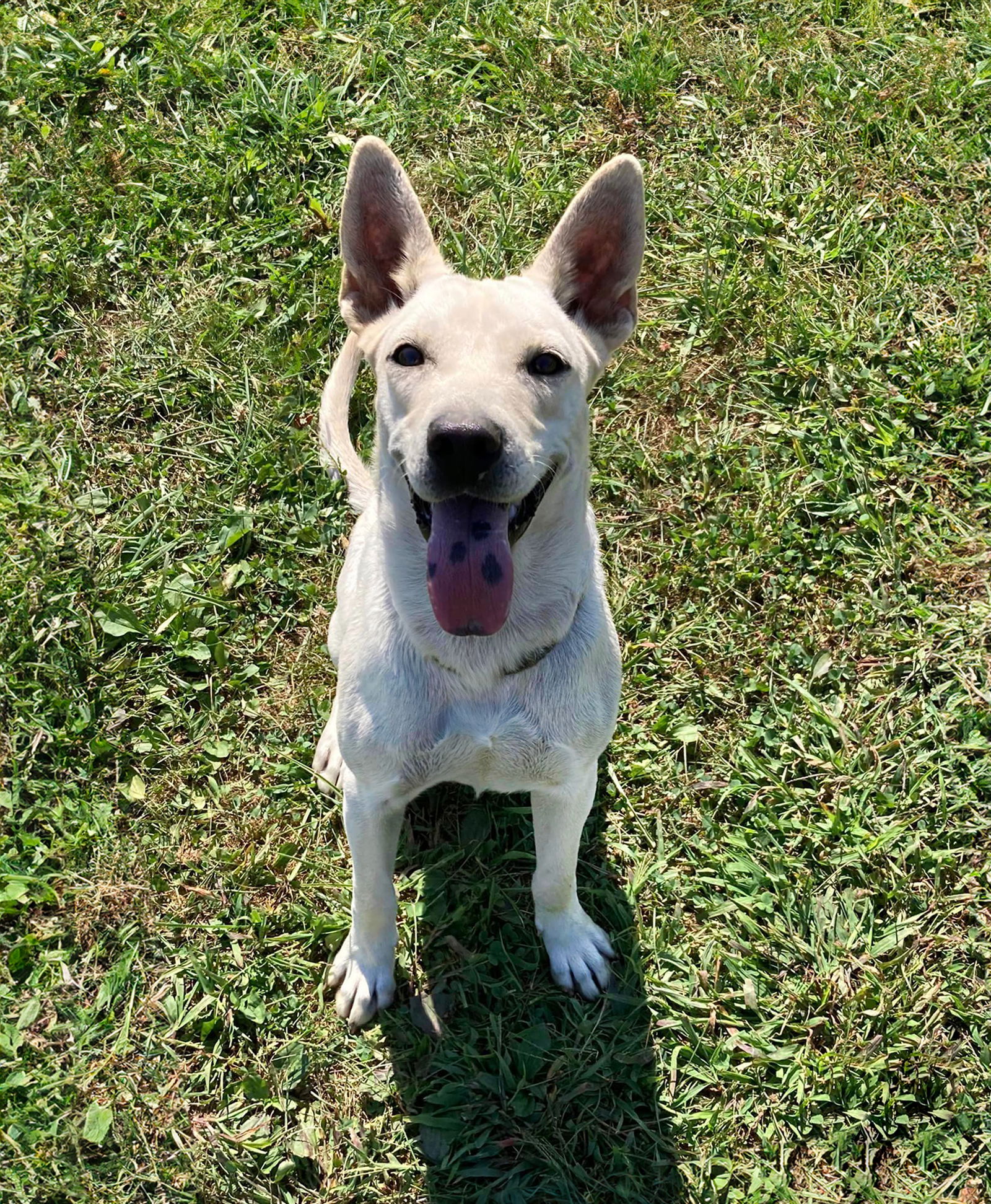 adoptable Dog in Unionville, PA named Sally