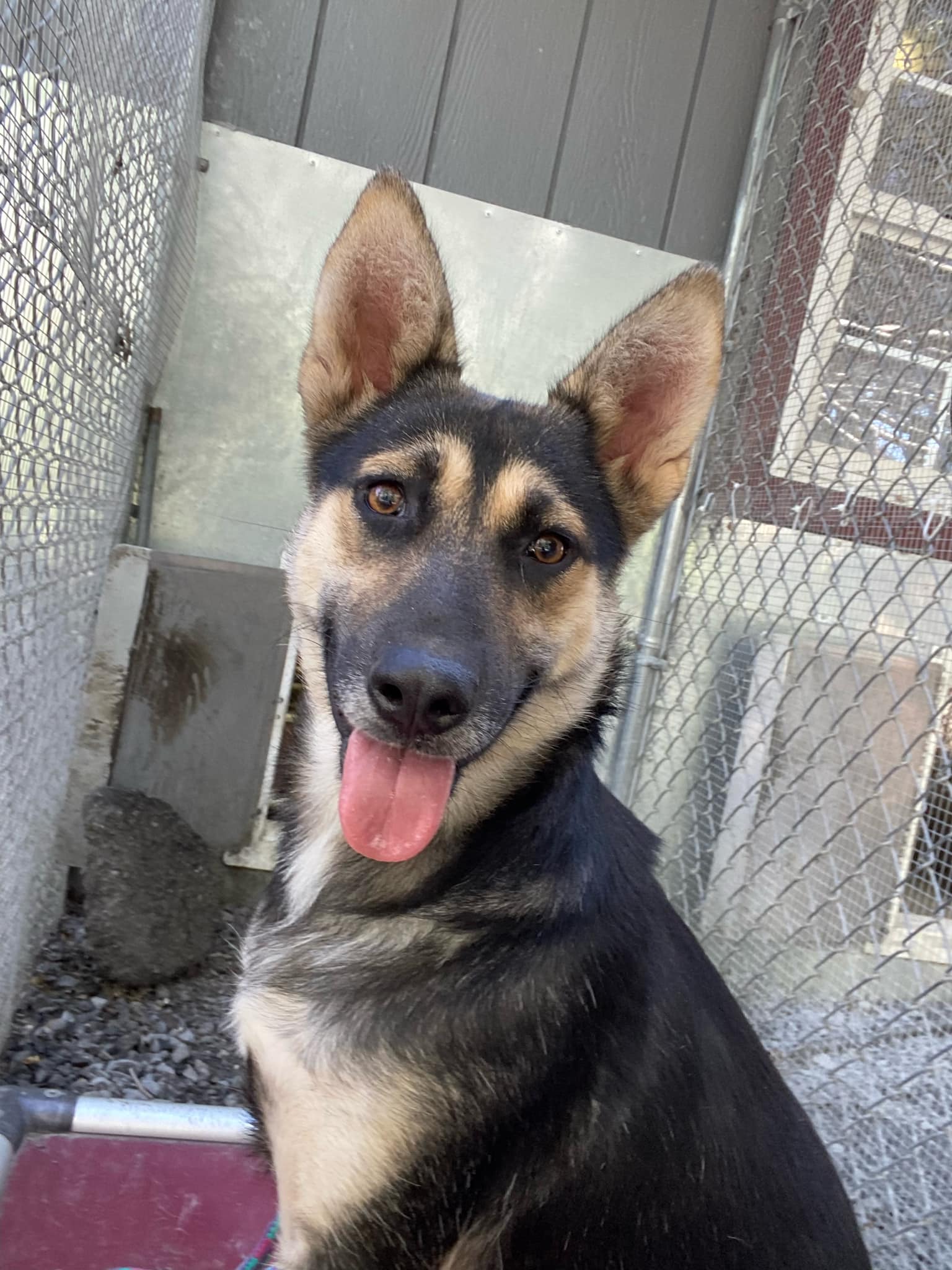 adoptable Dog in Unionville, PA named Elsa