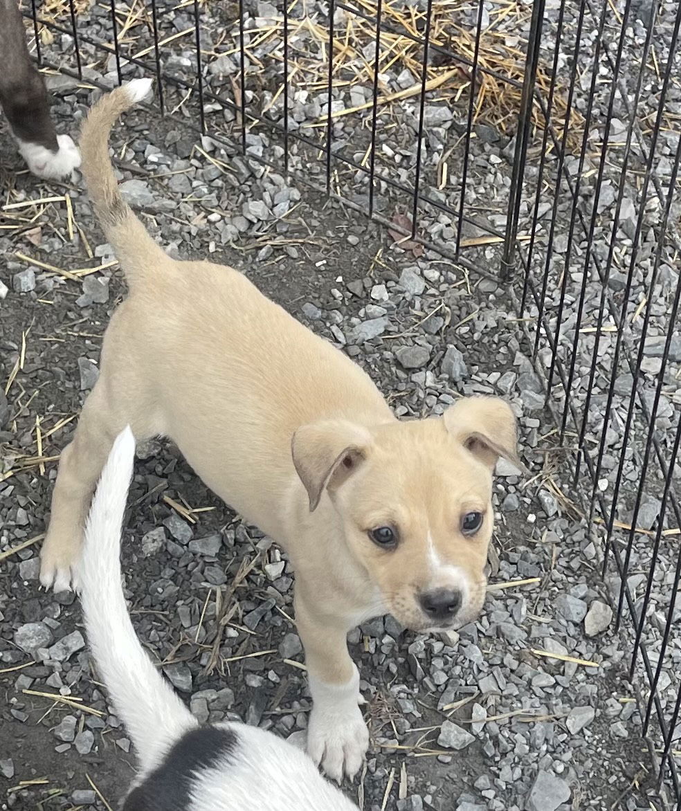 adoptable Dog in Unionville, PA named Border Collie/Shep Pups Boys