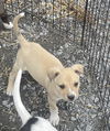 adoptable Dog in , PA named Border Collie/Shep Pups Boys