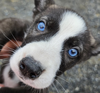 adoptable Dog in , PA named Border Collie/Shep Pups Girls