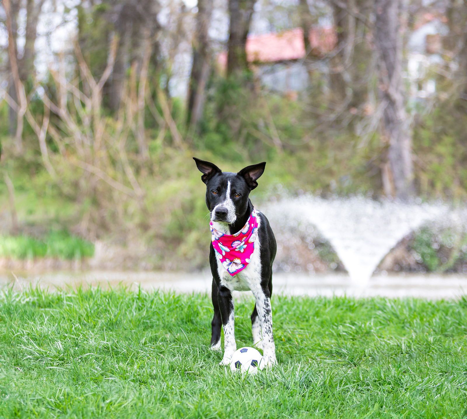 adoptable Dog in Unionville, PA named Saachi