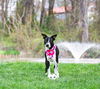 adoptable Dog in  named Saachi