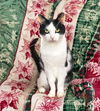 adoptable Cat in unionville, PA named Simon