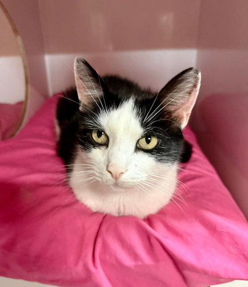 picture of the cat needing adoption