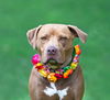 adoptable Dog in  named Mileena