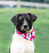 adoptable Dog in unionville, PA named Marcy