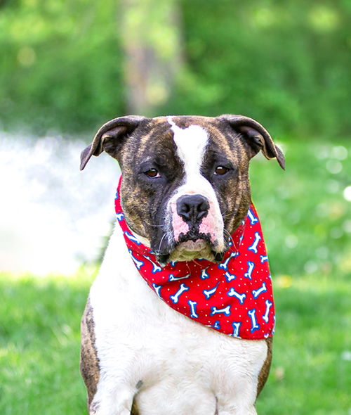 picture of the dog needing adoption
