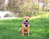 adoptable Dog in unionville, PA named Penny