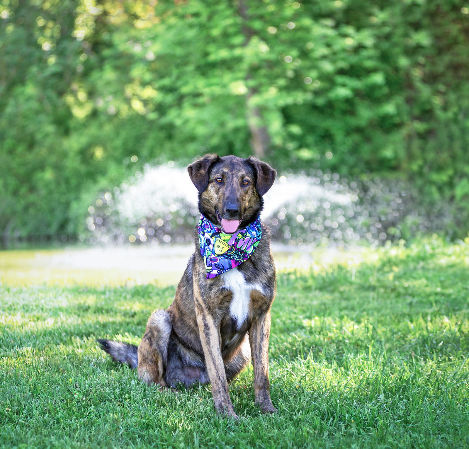 adoptable Dog in Unionville, PA named Dash
