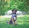 adoptable Dog in  named Dash