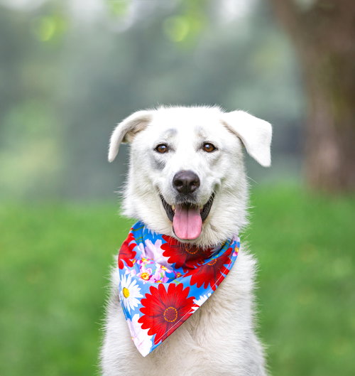 picture of the dog needing adoption