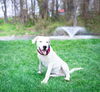 adoptable Dog in  named Buzz