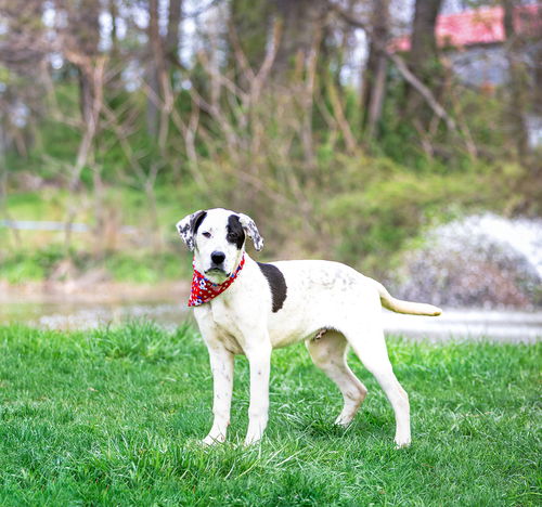 picture of the dog needing adoption