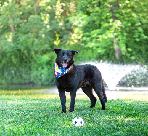 picture of the dog needing adoption
