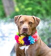 adoptable Dog in unionville, PA named Mileena