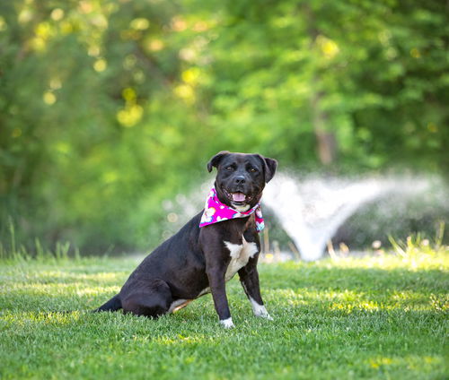 picture of the dog needing adoption